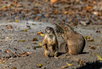 Prairie dog couple