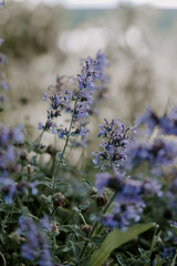 lavender flowers in provence