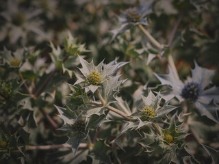 Sea Holly