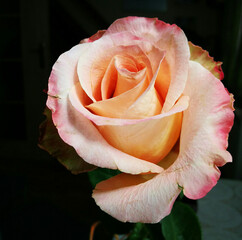 The rosa, beautiful yellow red flower like as a still life