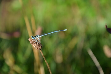 natura © Danuta