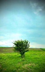 Fototapeta na wymiar lonely tree on the field