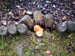 Mushroom growing through palisade. Tuchola Pinewoods, Northern Poland.