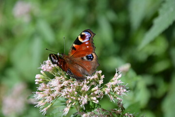 natura © Danuta
