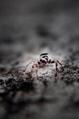 fotografia macro 