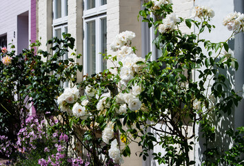 White roses in front of a house