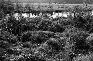 Tuchola Pinewoods. Artistic look in black and white.