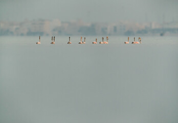 Greater Flamingos at Aker creek during high tide, Bahrain