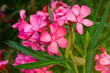 Blooming pink oleander flowers or nerium in garden. Selective focus. Copy space. Blossom spring, exotic summer, sunny woman day concept