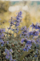 Obraz premium warm lavender