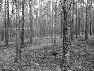 Tuchola Pinewoods. Artistic look in black and white.