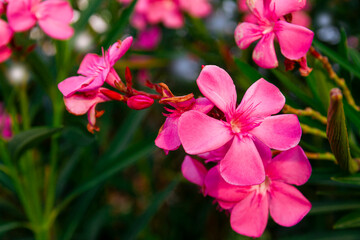 Blooming pink oleander flowers or nerium in garden. Selective focus. Copy space. Blossom spring,...