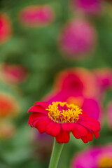 A close-up of a beautifully attractive Red Zinnia (Zinnia violacea), in the garden.