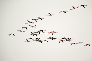 Greater Flamingos flying at Aker creek, Bahrain
