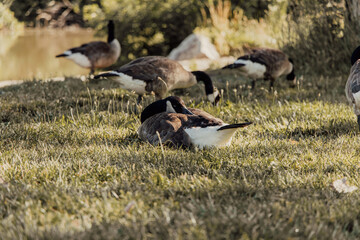 geese