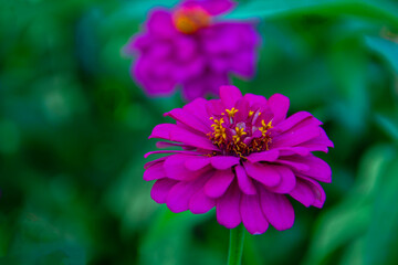 A close-up of a beautifully attractive Red Zinnia (Zinnia violacea), in the garden.