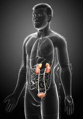 3d rendered, medically accurate illustration of the kidneys