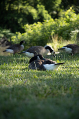 resting goose