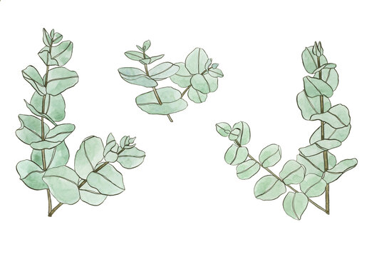 Watercolor eucaliptus leaves branch. Floristic design elements for floristics.