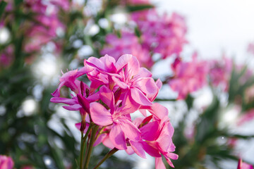 Blooming pink oleander flowers or nerium in garden. Selective focus. Copy space. Blossom spring, exotic summer, sunny woman day concept