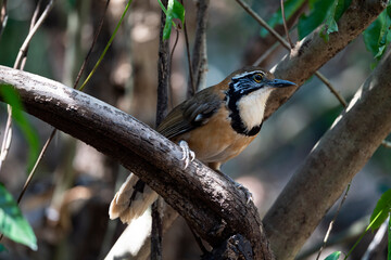 Greater Necklaced Laughingthrush