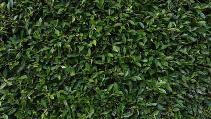 Green leaves background texture 