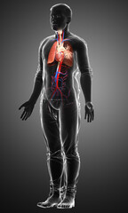 3d rendered, medically accurate illustration of a male lung anatomy