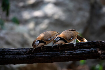 Greater Necklaced Laughingthrush