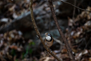 Greater Necklaced Laughingthrush