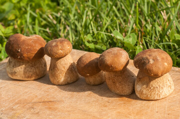 Fresh cut boletus edulis mushrooms closeup on wooden board background