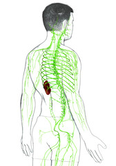 3d rendered medically accurate illustration of a male lymphatic system