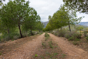pine trees on the sides of a forest road