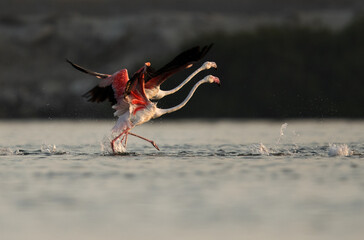 A pair of Greater Flamingos takeoff at Aker creek, Bahrain
