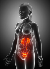 Fototapeta na wymiar 3d rendered, medically accurate illustration of the young girl highlighted kidneys and urinary system