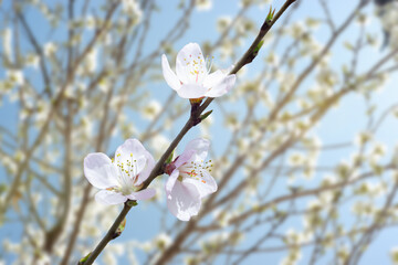 spring
flower
sunlight
nature
Apricot blossom