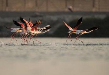 Greater Flamingos running to fly at Aker creek, Bahrain