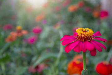 A close-up of a beautifully attractive Red Zinnia (Zinnia violacea), in the garden.
