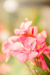 Blooming pink oleander flowers or nerium in garden. Selective focus. Copy space. Blossom spring, exotic summer, sunny woman day concept