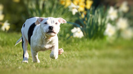Cute Staffy running in the field on a sunny day