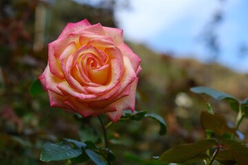 A rose
