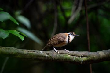 Lesser Necklaced Laughingthrush