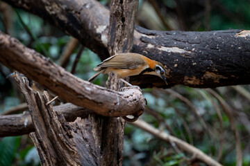 bird; animal; lesser - necklaced; laughingthrush; garrulax monileger; large; brown; necklace; forest; tan; white; tropical; subtropical