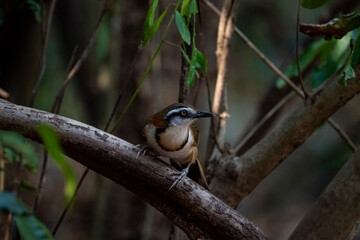 bird; animal; lesser - necklaced; laughingthrush; garrulax monileger; large; brown; necklace; forest; tan; white; tropical; subtropical