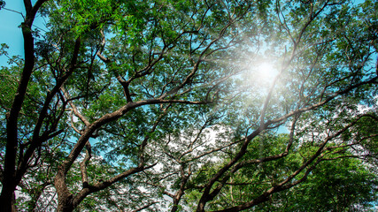 Fototapeta premium Under big green tree. Nature composition.
