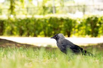 The western jackdaw Coloeus monedula, also known as the Eurasian jackdaw, European jackdaw, or simply jackdaw, is a passerine bird in the crow family.