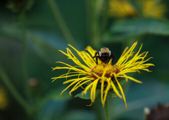 bumbles
