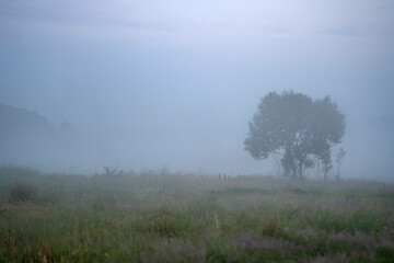 Obraz na płótnie Canvas Willow in the meadow on a misty autumn morning.