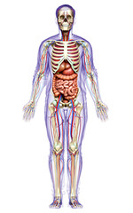 Fototapeta premium 3d rendered medically accurate illustration of male Internal organs, skeleton and circulatory system