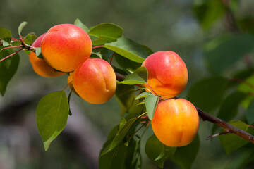 ripe bright apricots on a branch