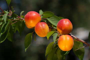 ripe bright apricots on a branch